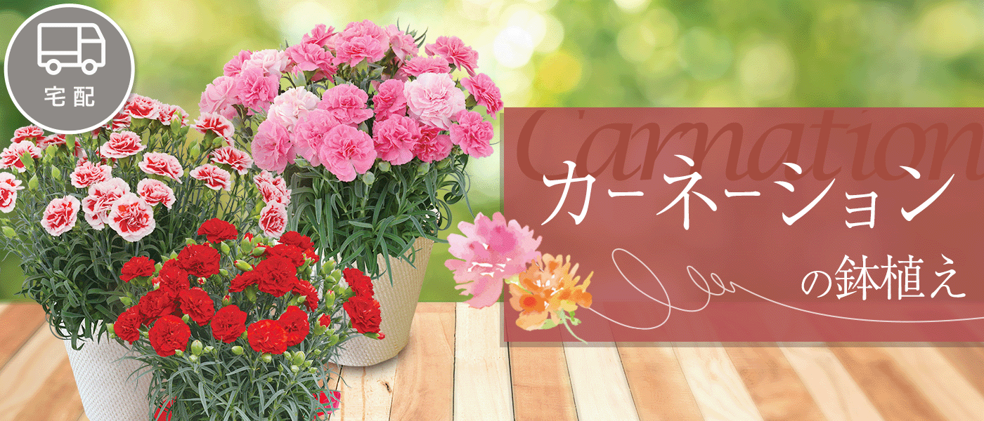 ヤオコー予約＆ギフト