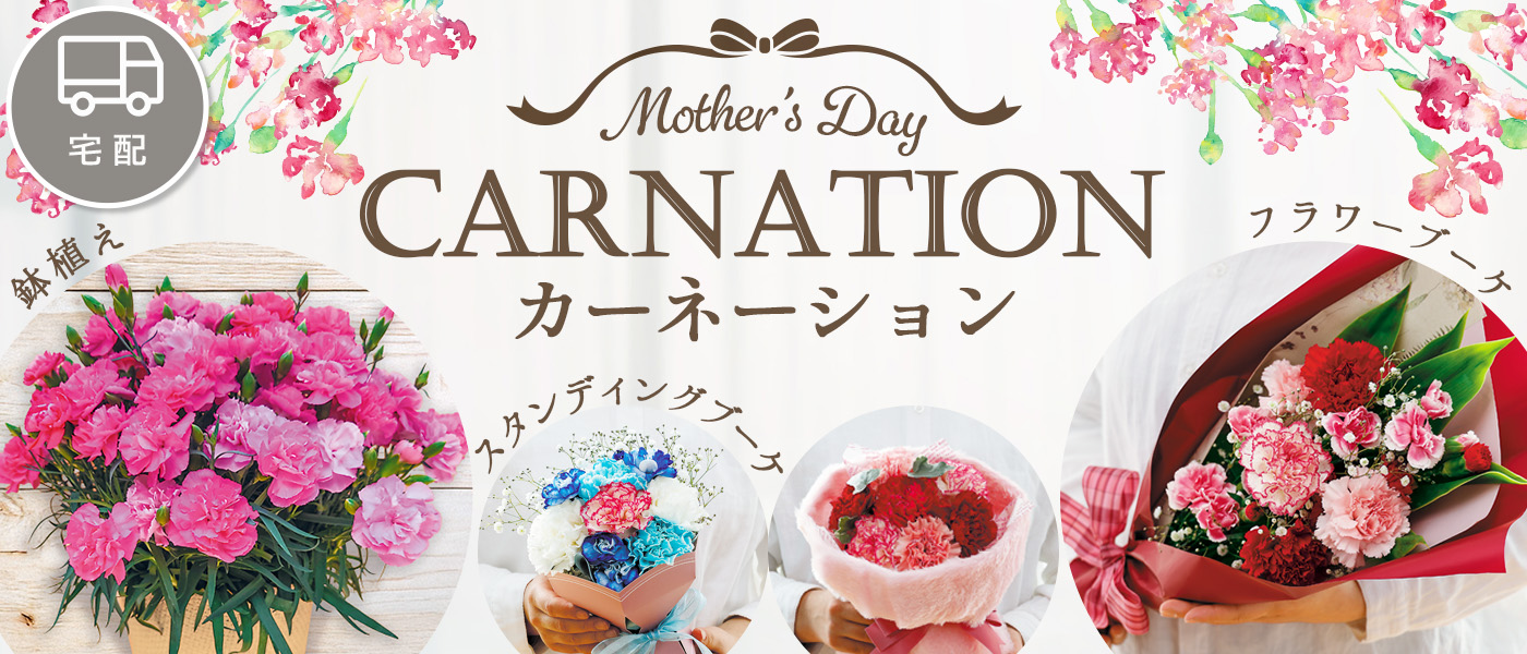 カーネーション