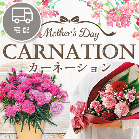 カーネーション