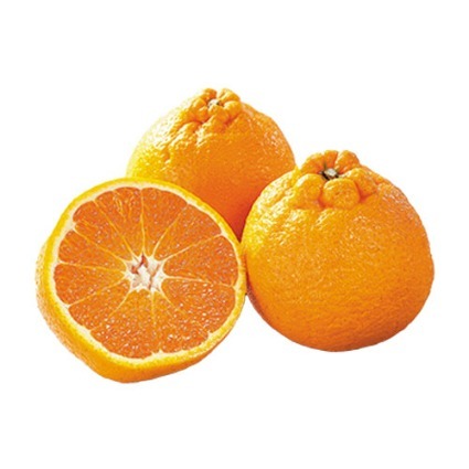 濃媛（不知火）　袋