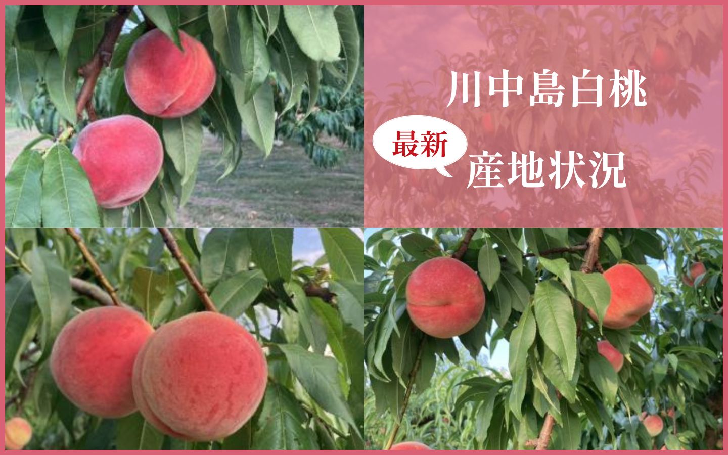 https://ya-dcs1-pd-apn1-pd-all.s3-ap-northeast-1.amazonaws.com/item_images/KP202521/20250806140411description_image_top.jpg