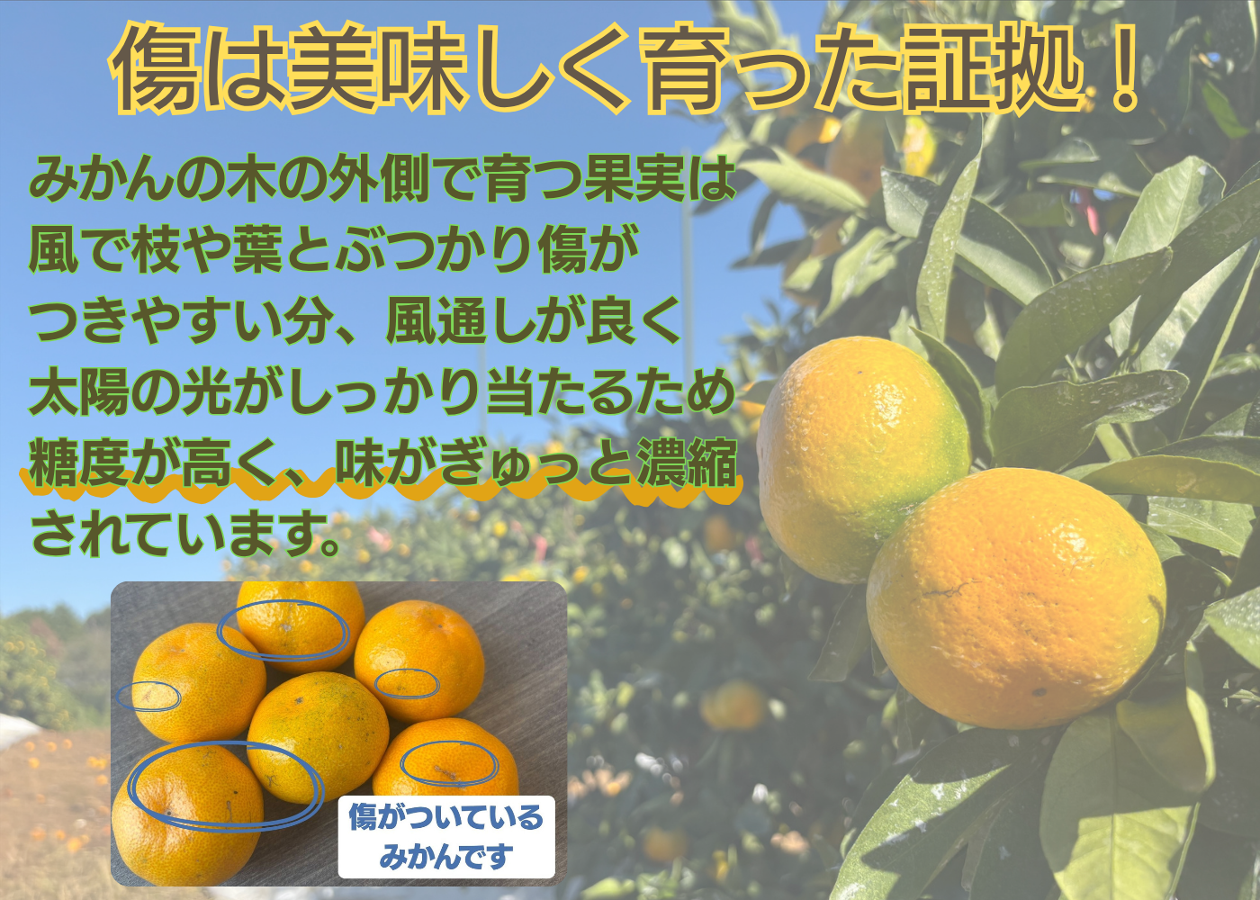 木熟みかん（自家消費用）2.5kg｜ヤオコー予約＆ギフト