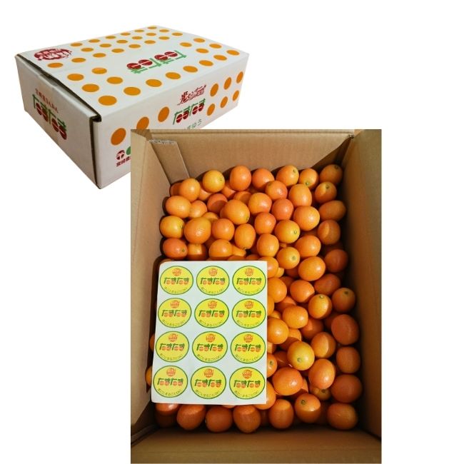 まるかじり金柑3kg（自家消費用）