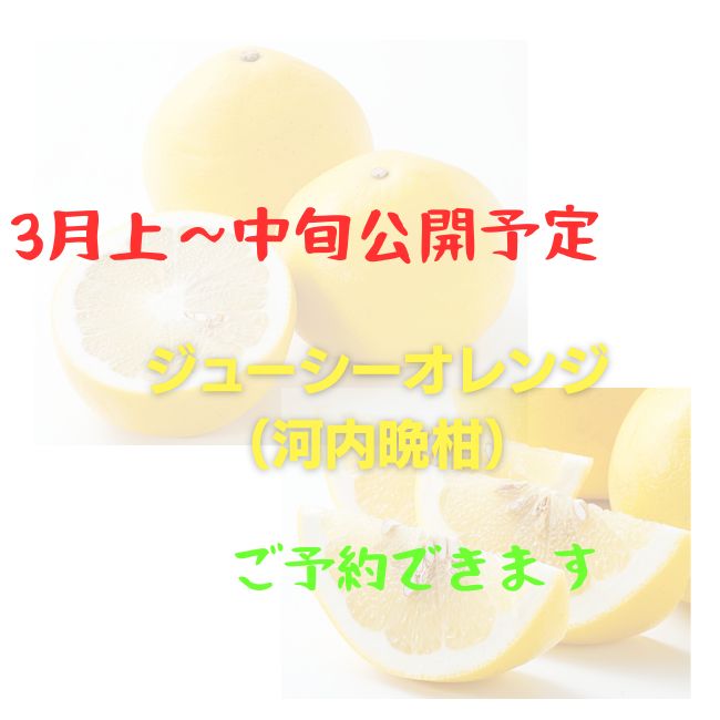 ジューシーオレンジ(河内晩柑)