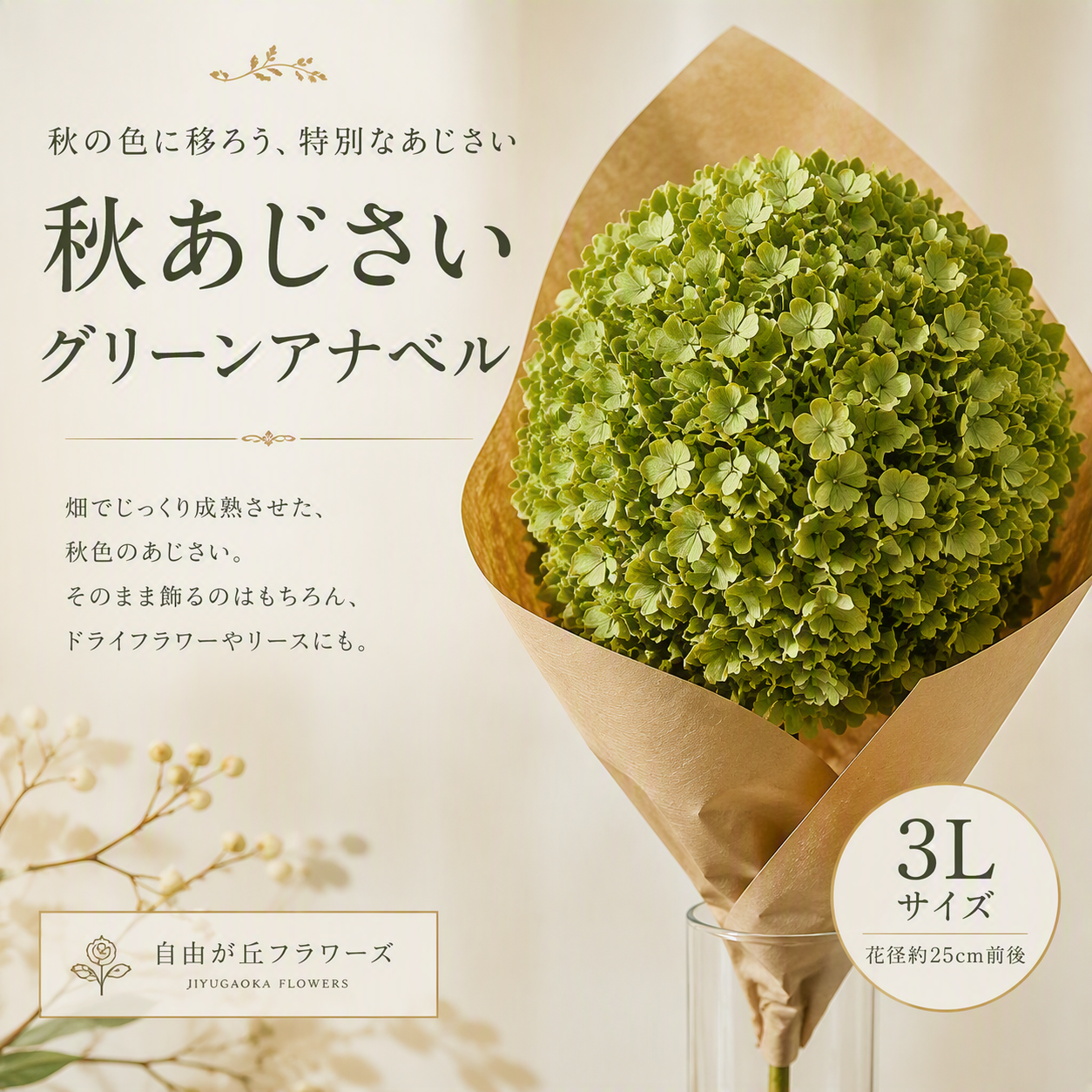 秋あじさい グリーンアナベル 3L1本