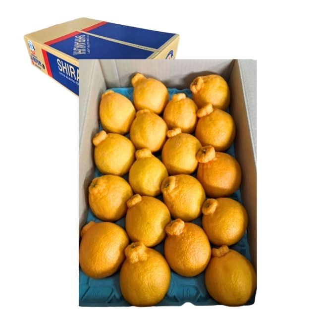 不知火（しらぬひ）5kg箱