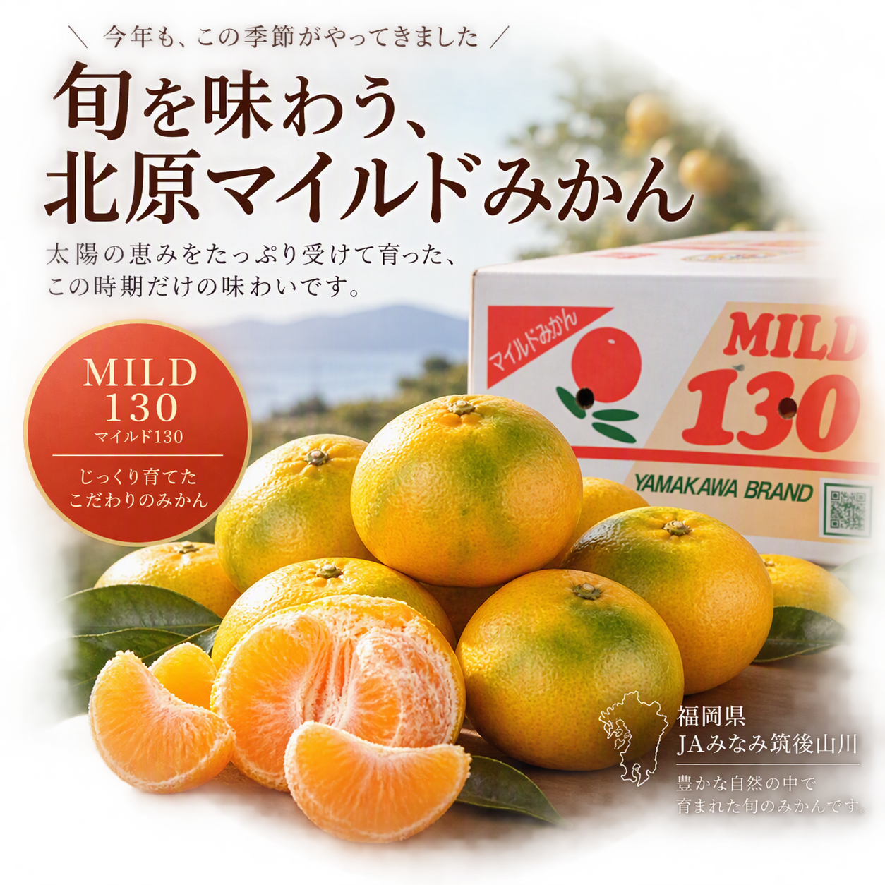 JAみなみ筑後山川　北原マイルドみかん 8kg箱