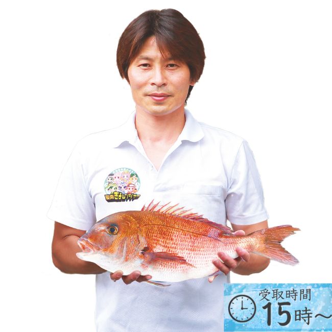 こだわりの今朝〆ふかうら真鯛（養殖）　3枚卸し詰合せ