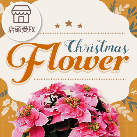 クリスマスフラワー