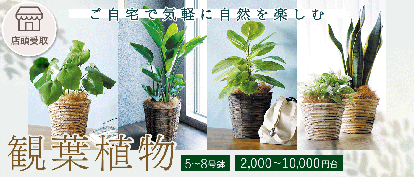 ※以下の店舗ではお取り扱いがありません。新白岡店、東所沢店、大宮上小町店、浦和大久保店。