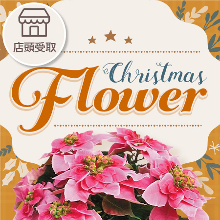 クリスマスフラワー